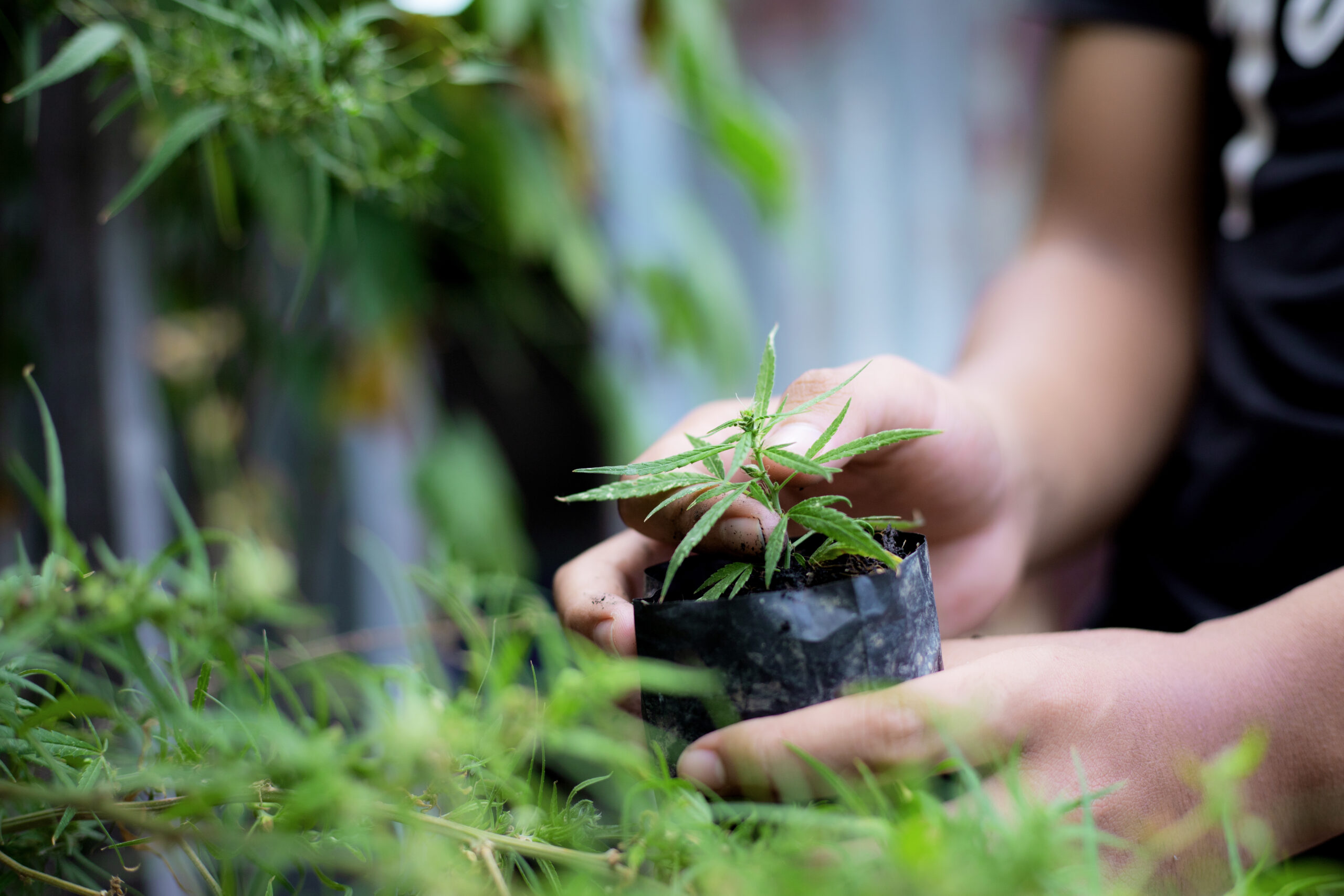 hand holding cannabis plant in farm.